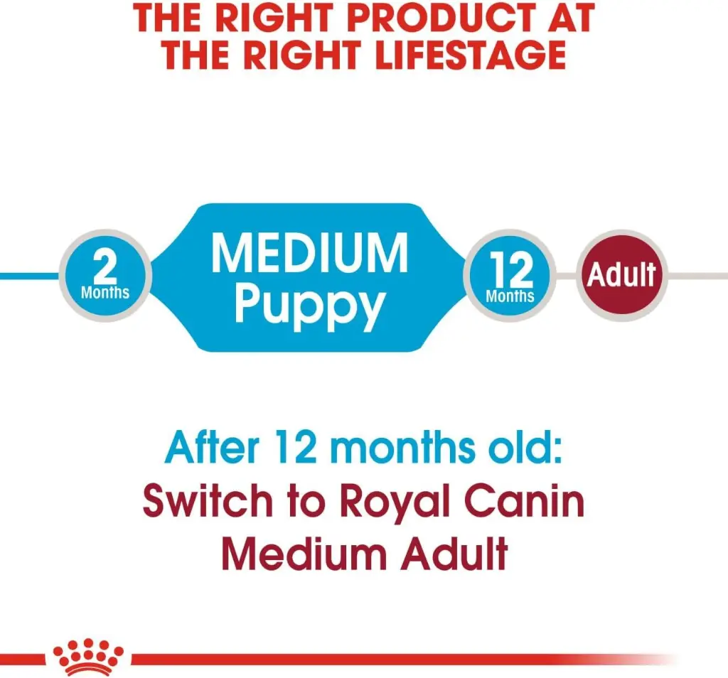 puppy5.webp