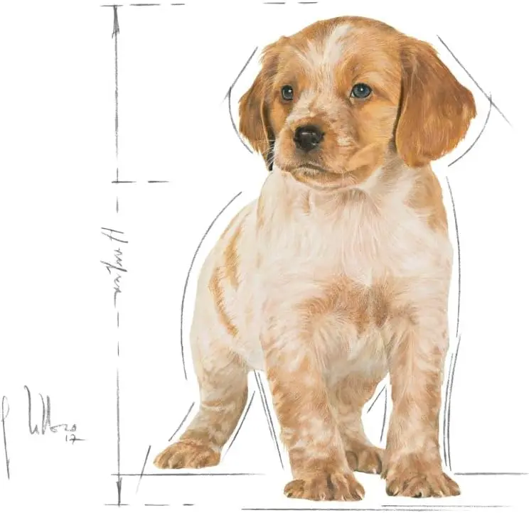 puppy4.webp