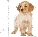 puppy4.webp