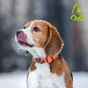 81NkCxXnI9L._AC_SL1500_[1].webp
