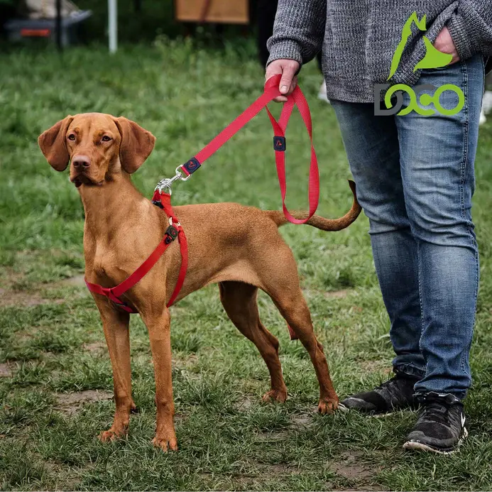 DOCO® Signature Nylon Leash - 4ft-1.5 x 120cm(S)-S.Orange (2).webp