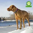 91cLZkIzvQL._AC_SX679_[1].webp