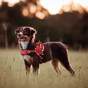 71lFqmKvthL._AC_SL1500_[1].webp
