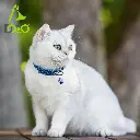 81FA6+7MCrL._AC_SL1500_[1].webp