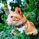 91vGfQoprkL._AC_SL1500_[1].webp