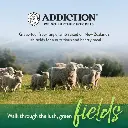 105152.AddictionLeLambDryDogFood3.webp