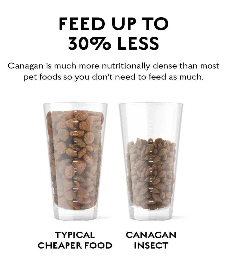 canagan-insect-feed.webp