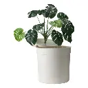 Moderna Hidden Planter Litter Box-WithPlant L 49.5 x W 49.5 x H 48.5 cm.webp
