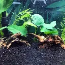 Aqualife Small Red Sunken Wood (2).webp