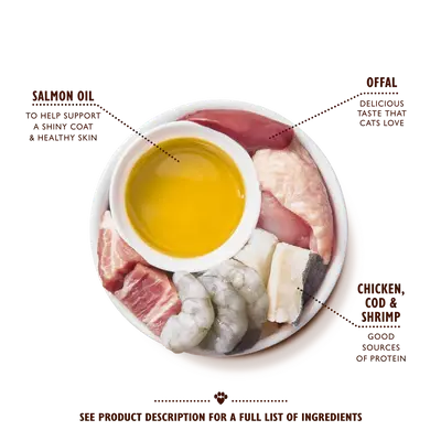CMCC-2.webp