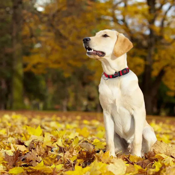 DOCO® Signature Nylon Collar-3.8 x 51-78cm(XL)-Navy Blue.webp