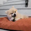 Duvo+ Garden Bites Toby Toothbrush S - 5cm - 50pcs Multicolour (2).webp