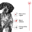 Royal Canin Medium Ageing 10+ Dry Dog Food 3KG - Vitality & Healthy Aging