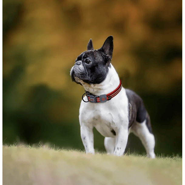 DOCO VARIO O - Ring Collar with Reflective StitchingSizes: XL, Color: Raspberry Pink