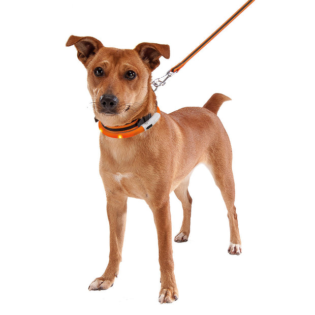[75189570] Ferplast Night Over Flash Collar[Flashing over collar for dogs. Recharge with Usb cable]Length: 70cm