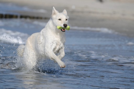 Imac X-Dog TPR Fatbone with Squeaks Medium, 18,5x6x6cm