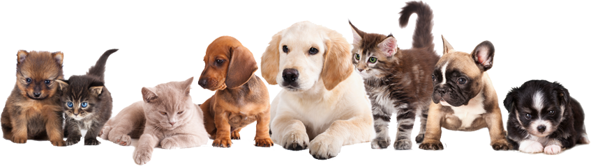 KW Zone Aquarium Decoration (8x5.5x8cm)