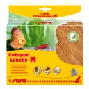 Sera Catappa Leaves (10pcs) Sizes: M