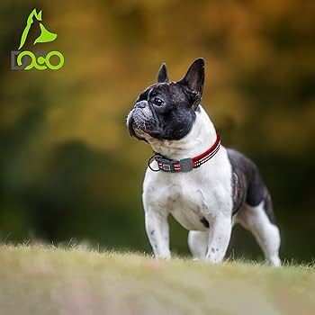 DOCO Vario Reflective Stitching O-Ring Dog Collar Orange - L