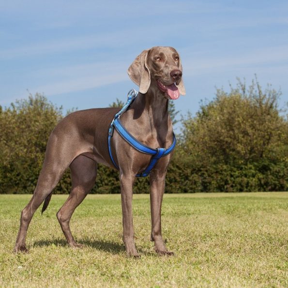 DOCO Athletica Air Step-In Dog Harness Safety Lime - L