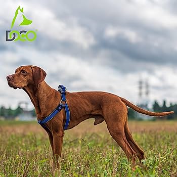 [DCA202-S8XL] Doco Athletica Air Step-In Dog Harness Safety Orange - XL