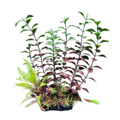 [AQ85540] Aquabroo Plastic Plant Aquarium Decoration - 20cm