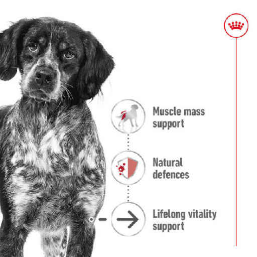 [RO250820 ] Royal Canin Medium Ageing 10+ Dry Dog Food 3KG - Vitality & Healthy Aging
