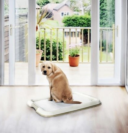 [LR11659] Duvo Pet Pad Large (30pcs) 45 x 60cmDimension: 45 x 60cm 
