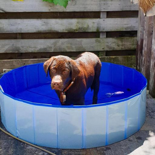 [LR11761] Duvo+ Dog Pool BlueDiameter: 120x30cm 