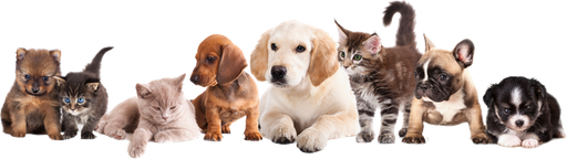 [U769] KW Zone Aquarium Decoration (8x5.5x8cm)