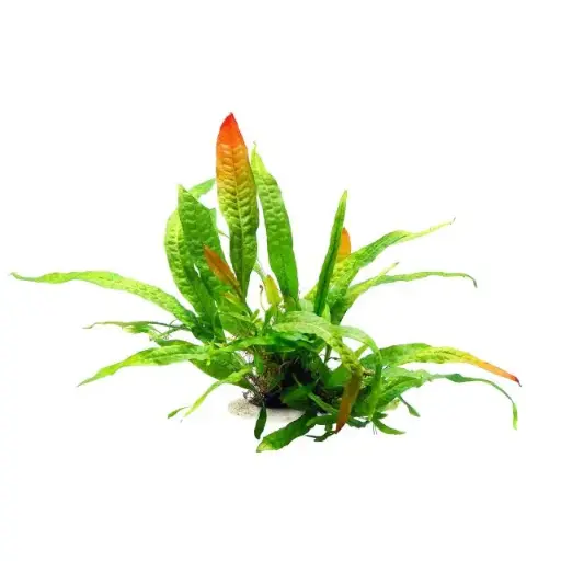 [YS-192333] Yusee Aquarium Decoration Plant - Artificial Plant - YS-192333 -20cm Sizes: M